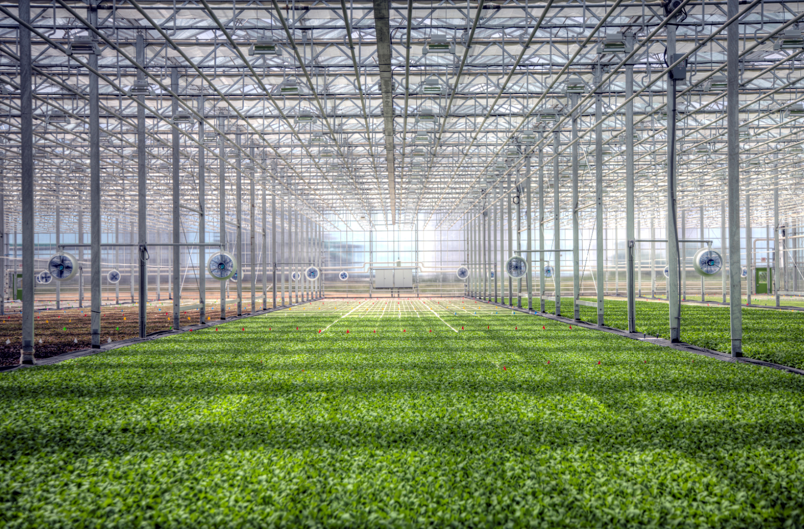 Rendering of a BrightFarms greenhouse. Salad greens grow on floating rafts in a hydroponic system. | Source: BrightFarms