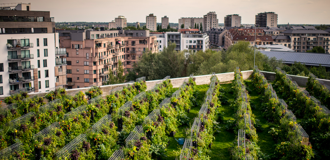 A rooftop farm in the heart of Paris by AFAUP member and season 2 Parisculteurs participants Peas&amp;Love.