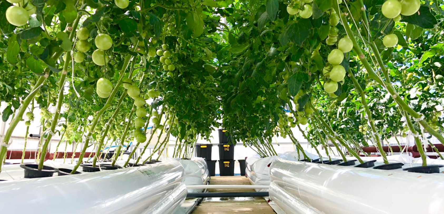 phytoponics greenhouse hydroponics.png