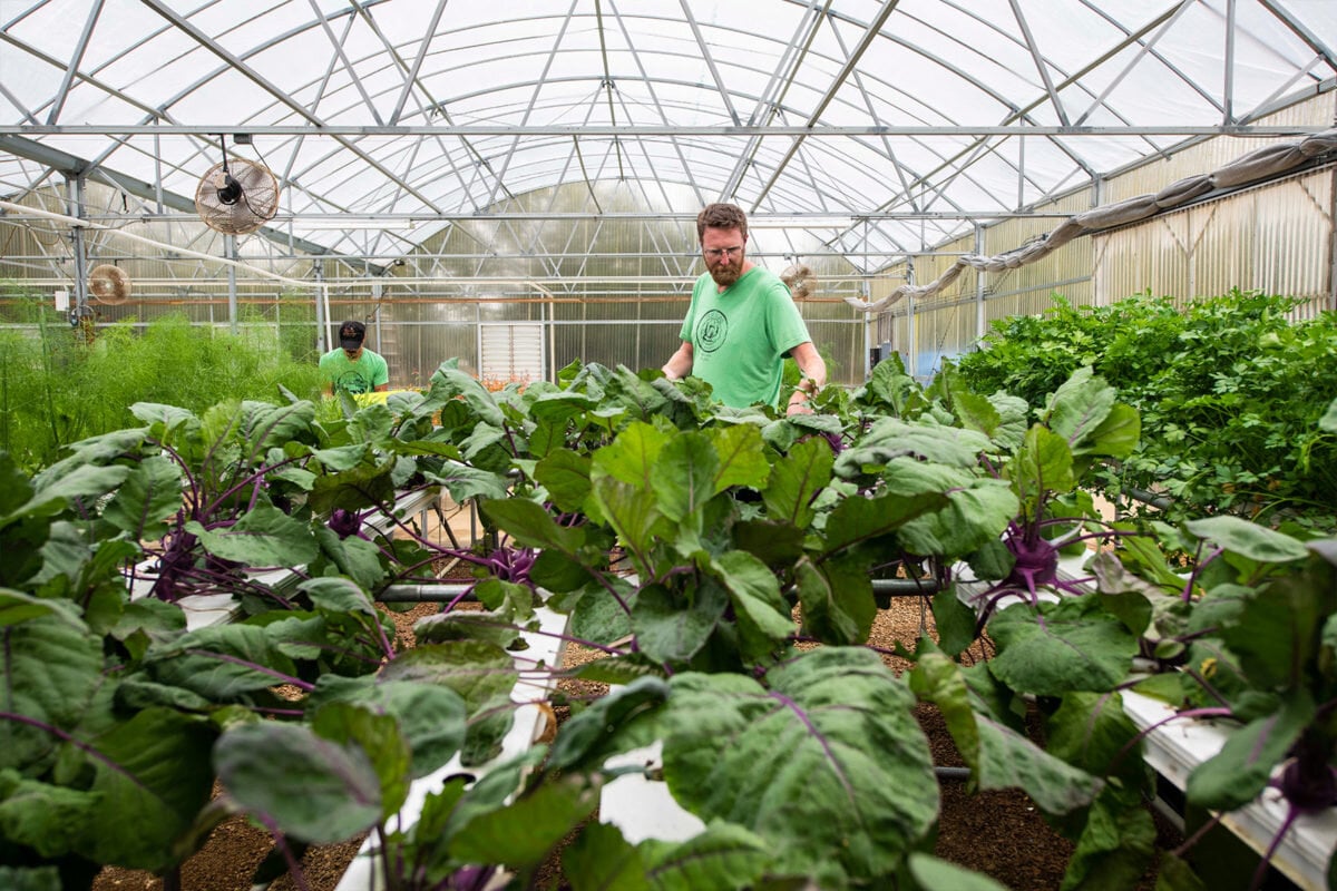 profound-farms-red-chard-and-produce-in-the-greenhouse-1200x800.jpg