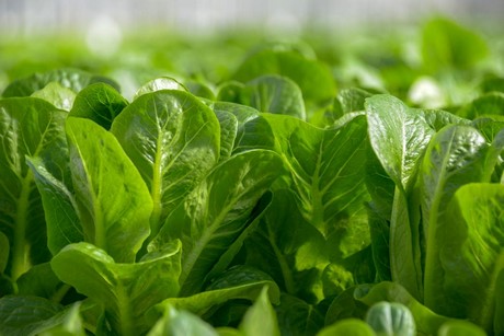 romaine1.jpg