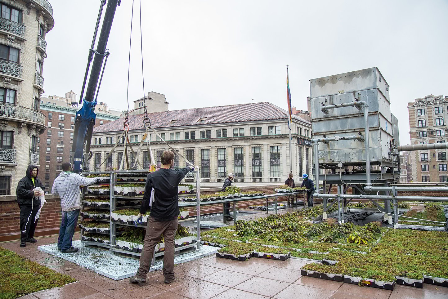 rooftop farm.jpg