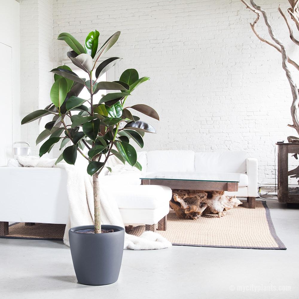 rubber-plant-classico-charcoal_7f0d985f-c6f6-47ec-a331-1ce0d8cfe322_2000x.jpg