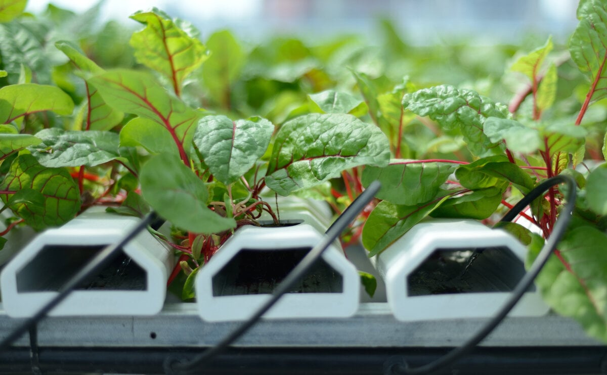 Image sourced from Agritecture’s former client, Sky Vegetables