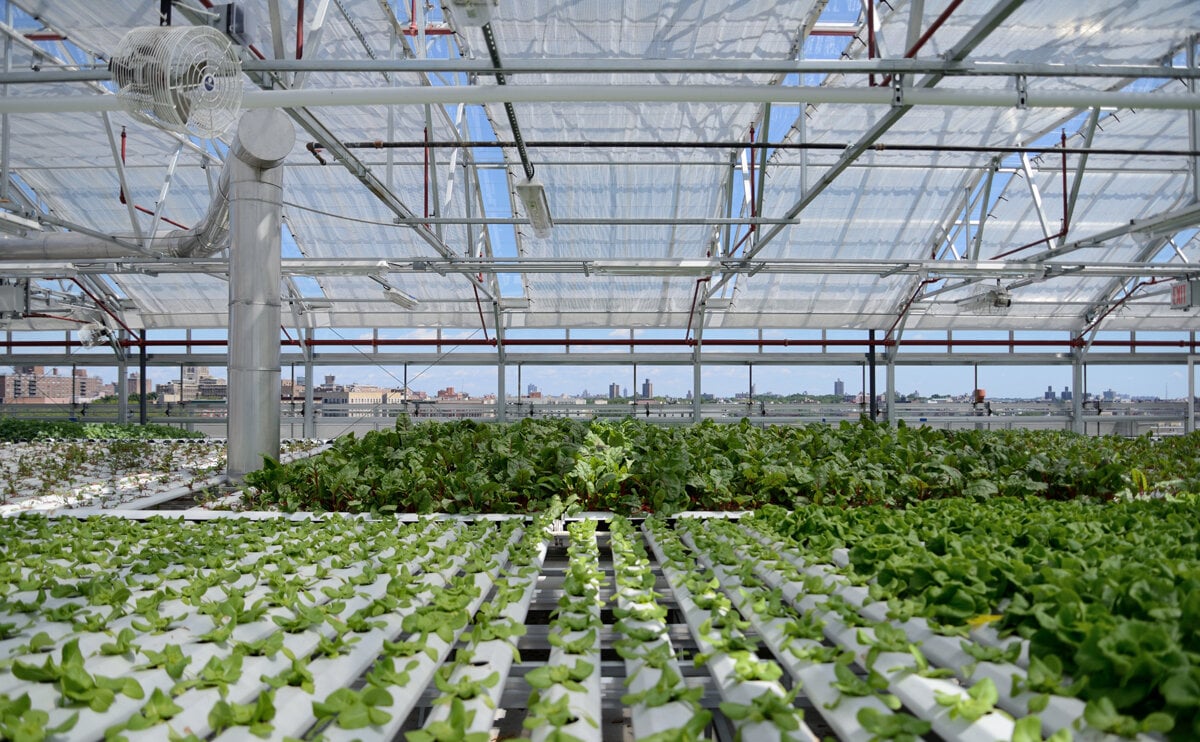 Image sourced from Sky Vegetables