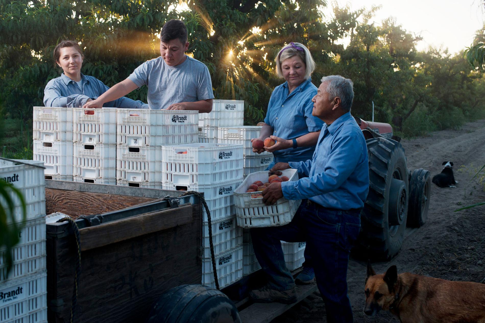 The Matsumoto family harvests peaches. The farm dates to 1948, when Takashi Matsumoto purchased several acres after he left a Japanese internment camp. Today the 80-acre farm is run by his son, David “Mas” Matsumoto, now joined full-time by his daug…