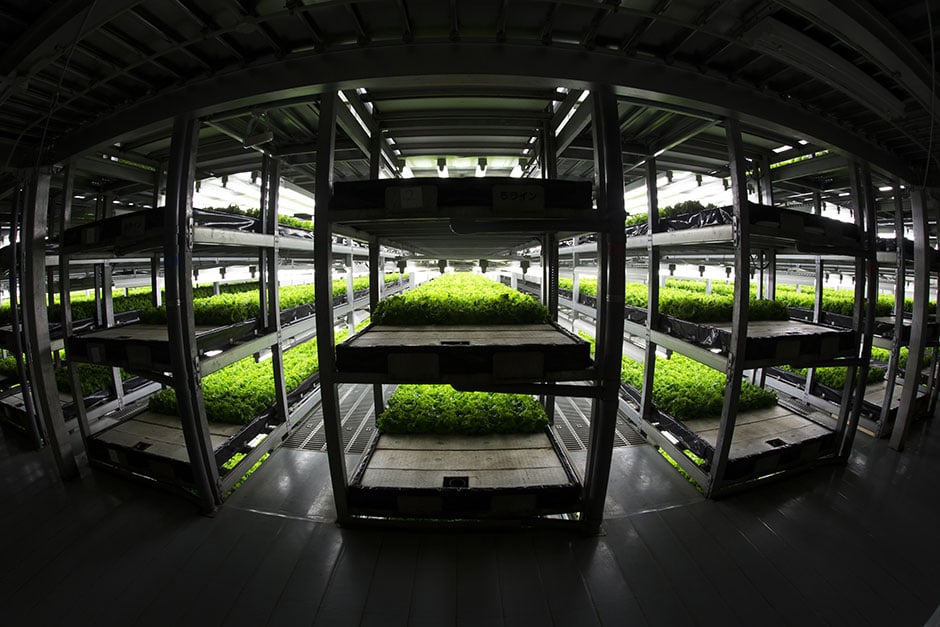 In Japan, Plant Factories are becoming an increasingly popular source of safe and healthy greens.