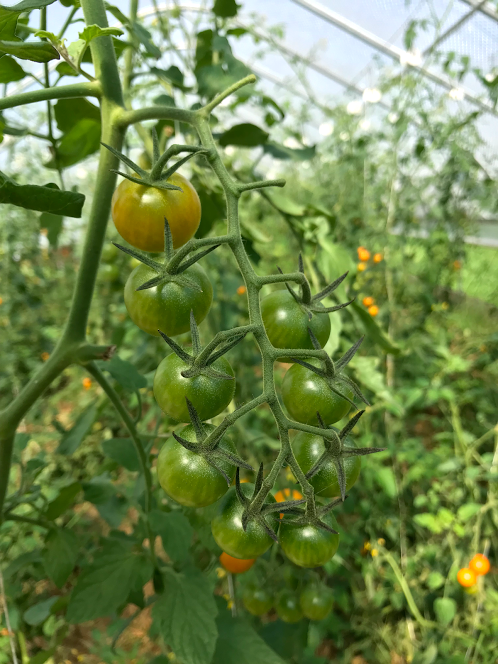 Sweet Cherry Tomatoes growing in Stone Barns Greenhouse
