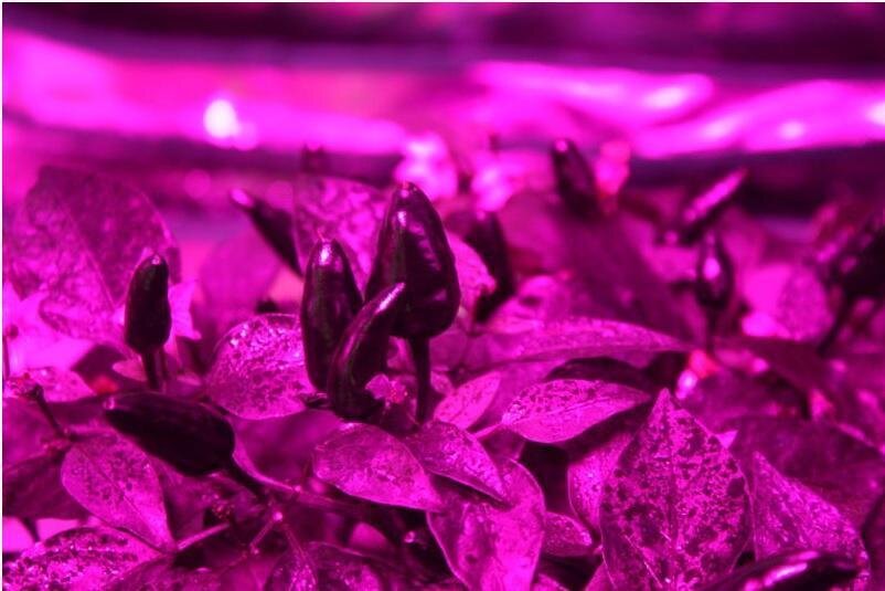 Sourced from Advanced LED Lights