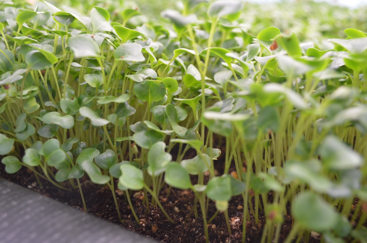 Edenworks microgreens. (Courtesy photo)
