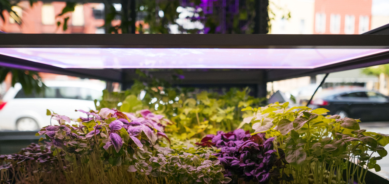 GrowBlade Edge 600 at Agritecture’s Brooklyn Office (alpha-test sample)