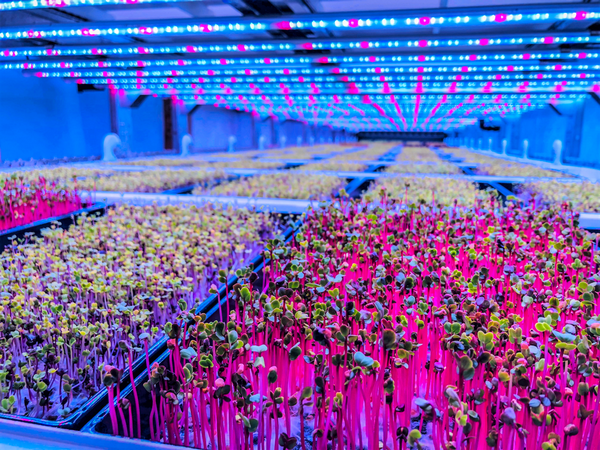 UCS's ModuleX growing solution in action, Image sourced from Vertical Farm Daily
