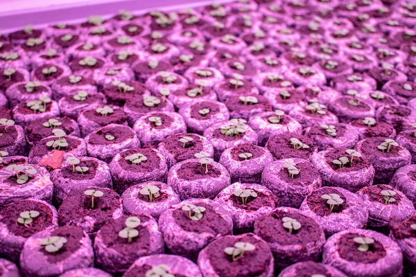 Image sourced from Vertical Farm Daily
