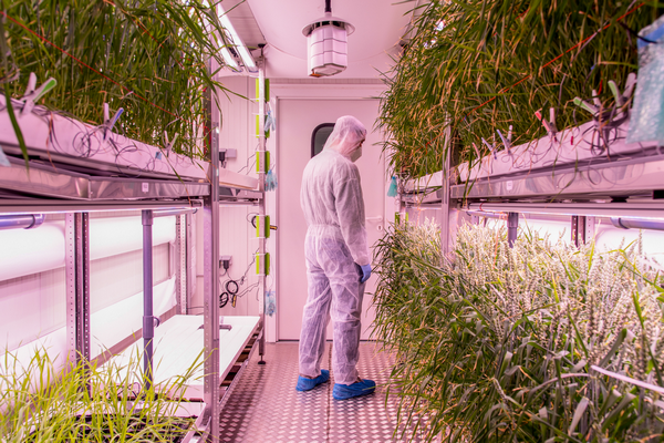 Wheat is grown indoors; Image sourced from Vertical Farm Daily