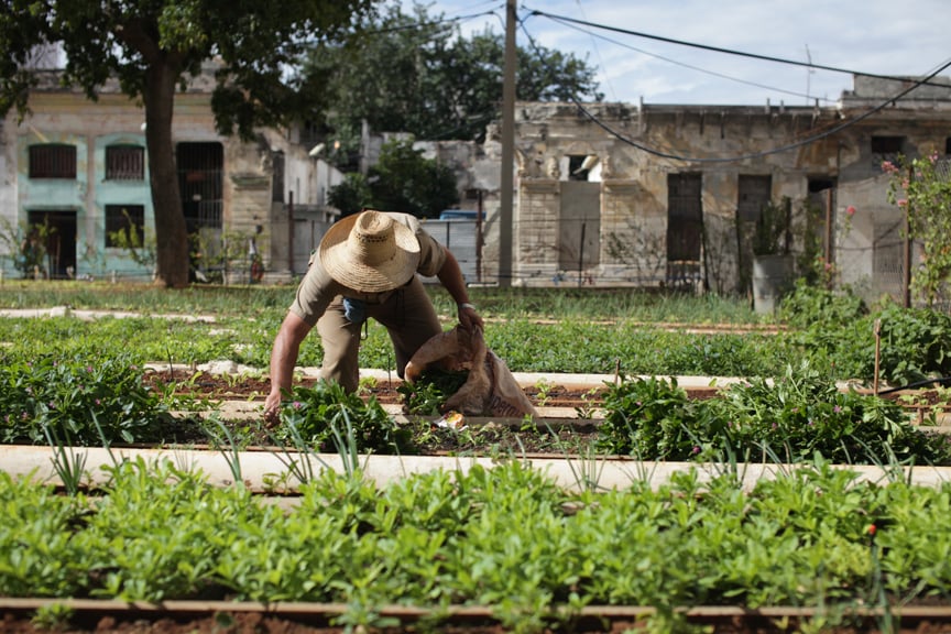An organic urban farm in Cuba.