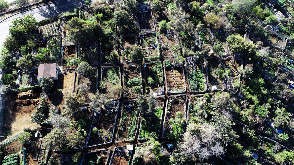 urban farming los angeles.jpg