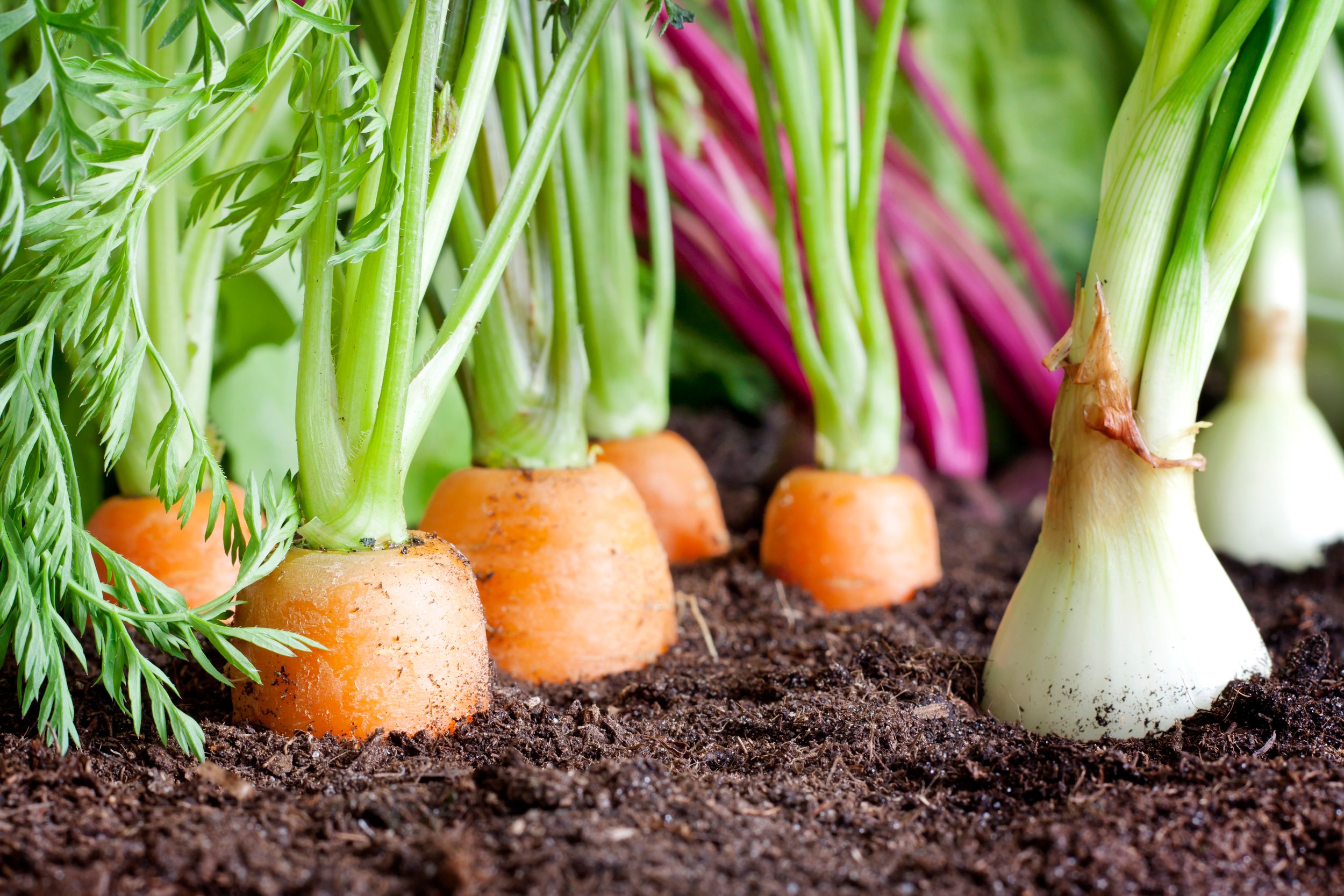 urban farming spirituality plants.jpg