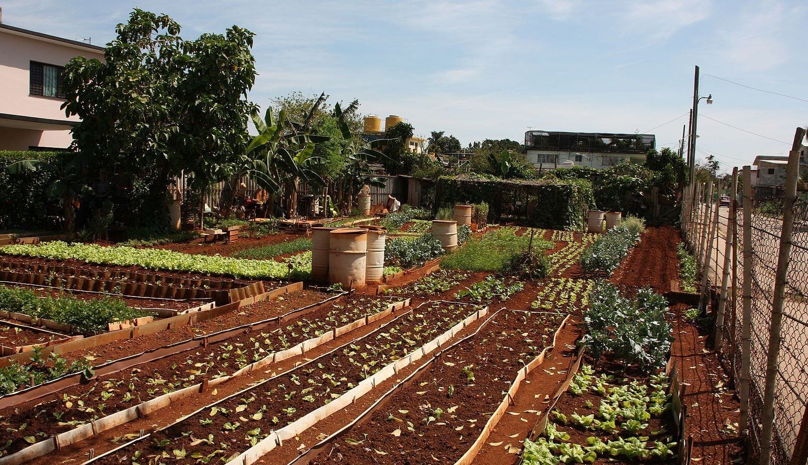 urban-farming-e1573051117473.jpg