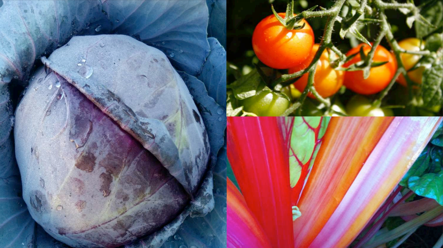 vegetables-2