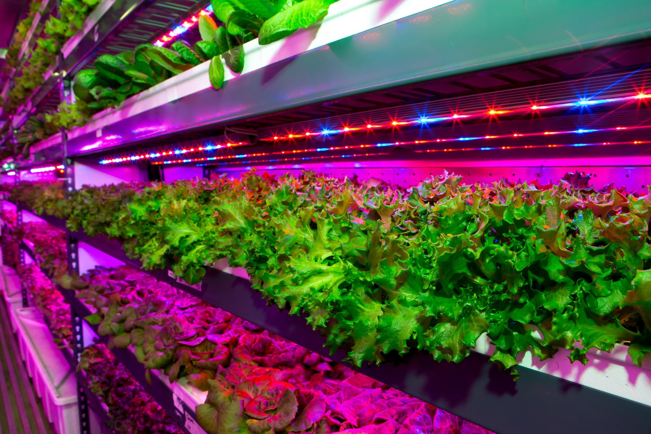 The state-of-the-art facility will harvest three US tons (2,700 kg) of herbicide-free and pesticide-free leafy greens daily.