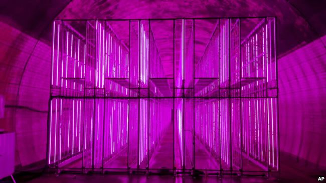 In this Aug. 9, 2018, photo, rows of illuminated grow spaces fill the tunnel-based vertical indoor farm NextOn in Okcheon, South Korea. (AP Photo/Han Myung Oh)
