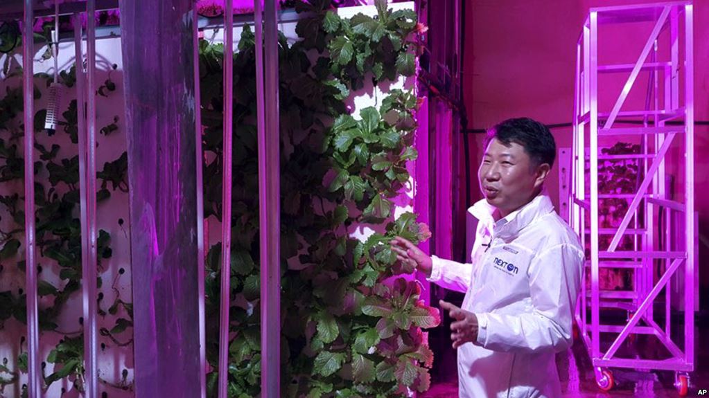 In this Aug. 9, 2018, photo, head of NextOn Choi Jae Bin explains how his farm's crop cultivation system works. (AP Photo/Han Myung Oh)