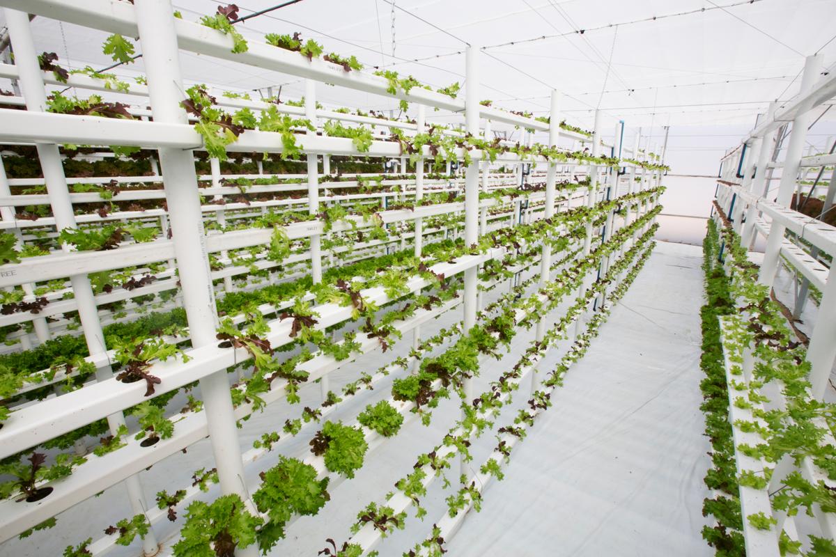 vertical farm.jpg