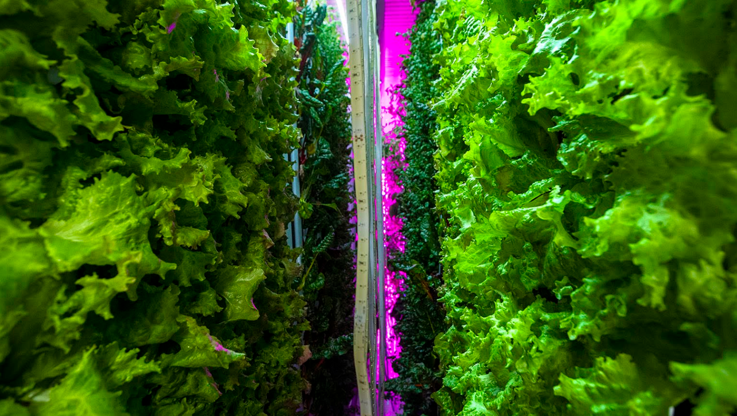 vertical farming future food.png