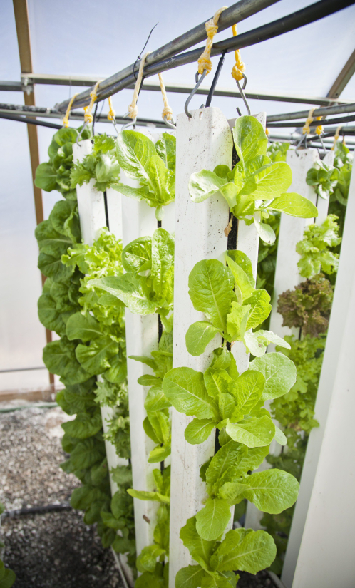 vertical-farm-916336-e1539077308336.jpg