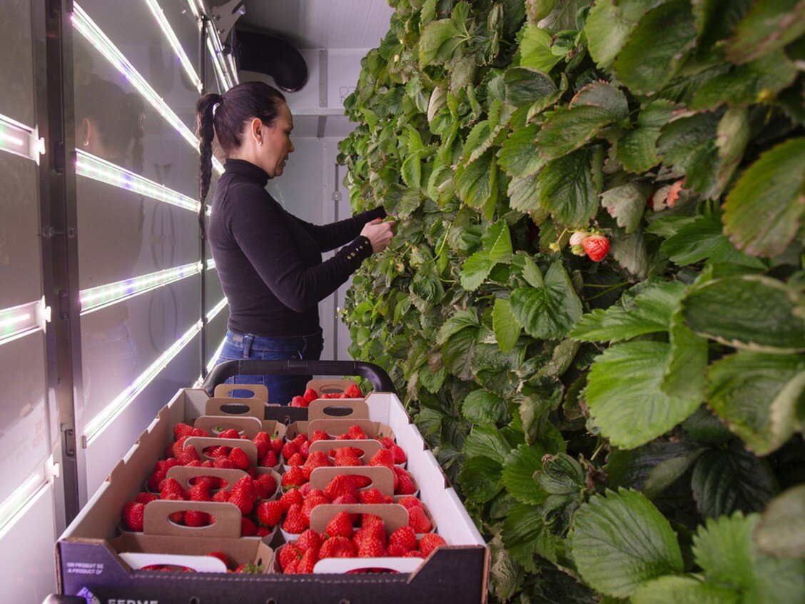 A worker harvests strawberries at a vertical farm in Brossard, Quebec. Plant density per square meter can be up to five times higher than with traditional greenhouse production and 15 times that of field-grown crops. PHOTO BY CHRISTINNE MUSCHI/BLOOM…