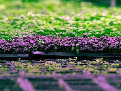Vertical farms use artificial lighting and carefully designed growth media to produce year-round fruits and veggies for local consumers. PHOTO BY KARIM SAHIB/AFP VIA GETTY IMAGES