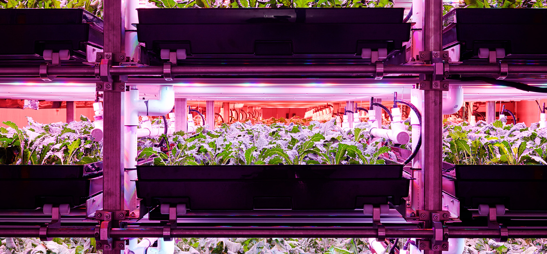 Shining down on each tier are nine-foot-long lamps equipped with 60 LED lights. Those lights are a specific combination of light (cool white, green, deep red, ultraviolet, far red), depending on the plant being grown.