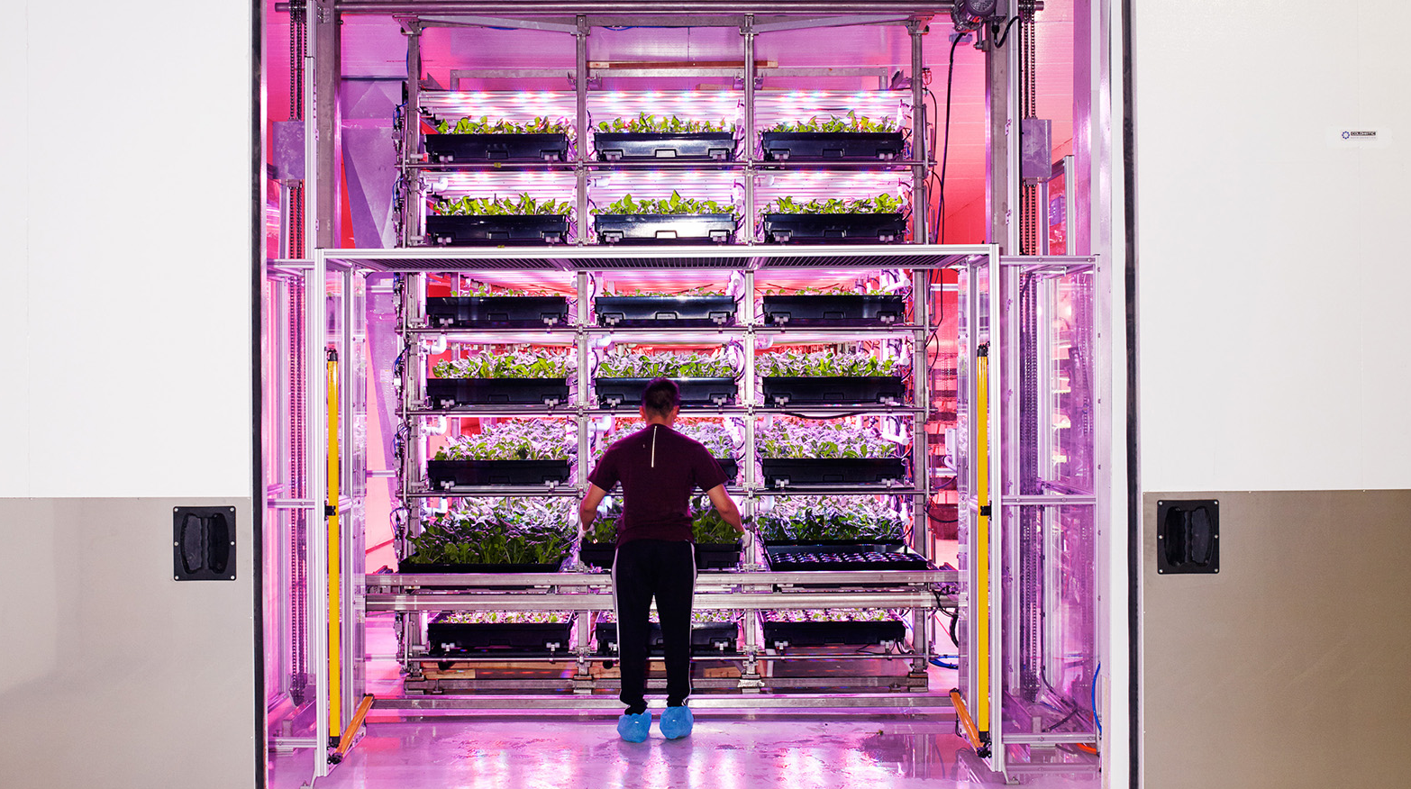 We the Roots vertical farm in Toronto. The farm is located inside a revamped Second World War warehouse in the city centre that once manufactured tanks. (PHOTOGRAPHY BY NATHAN CYPRYS)