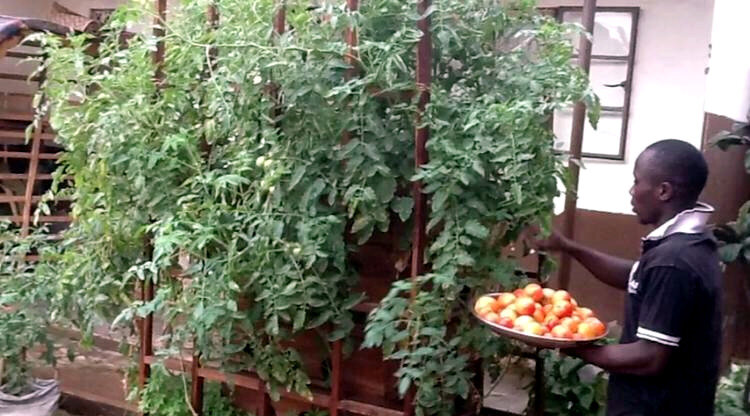 Harvesting of tomatoes grown on a vertical farm.