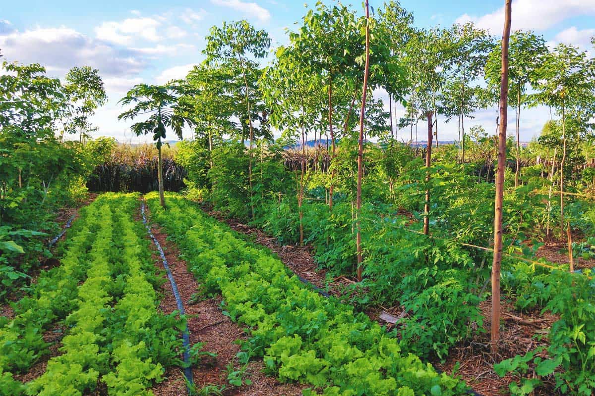 Regenerative-Agriculture-What-Is-It-and-How-to-Use-It-in-Your-Garden-FB