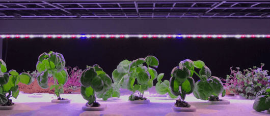 Why DLI in Indoor Farming Is a Financial Decision
