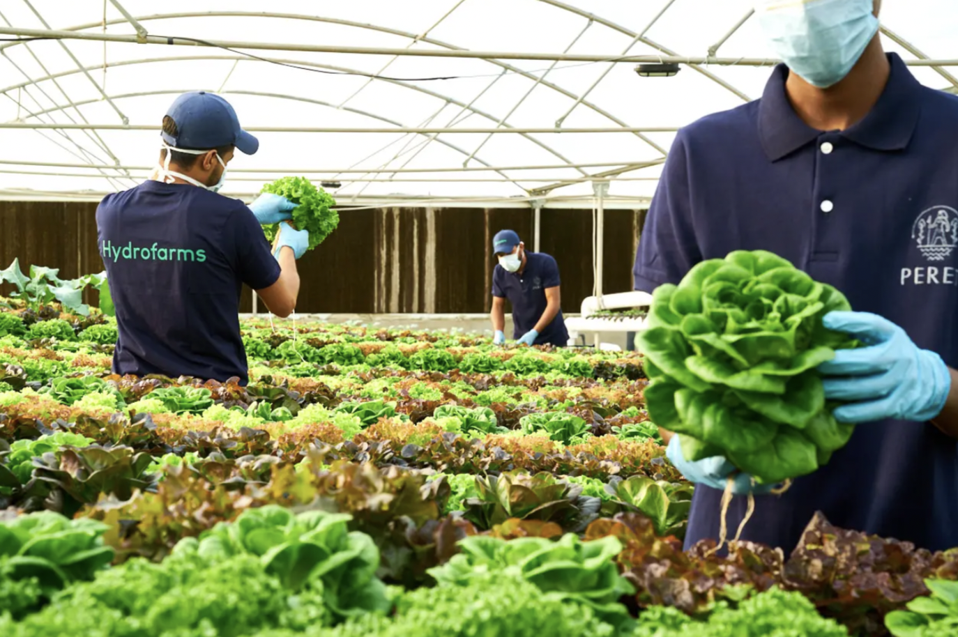 Hydrofarms 