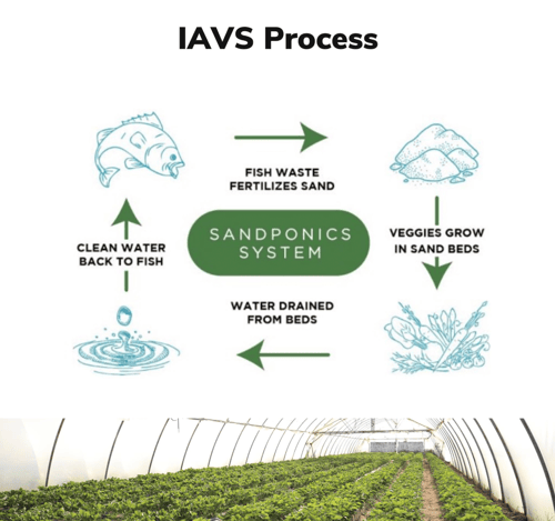IAVS and Sandponics System