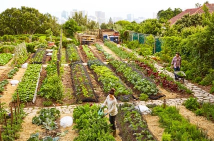 Urban-Garden-Neighbor-Community-Garden