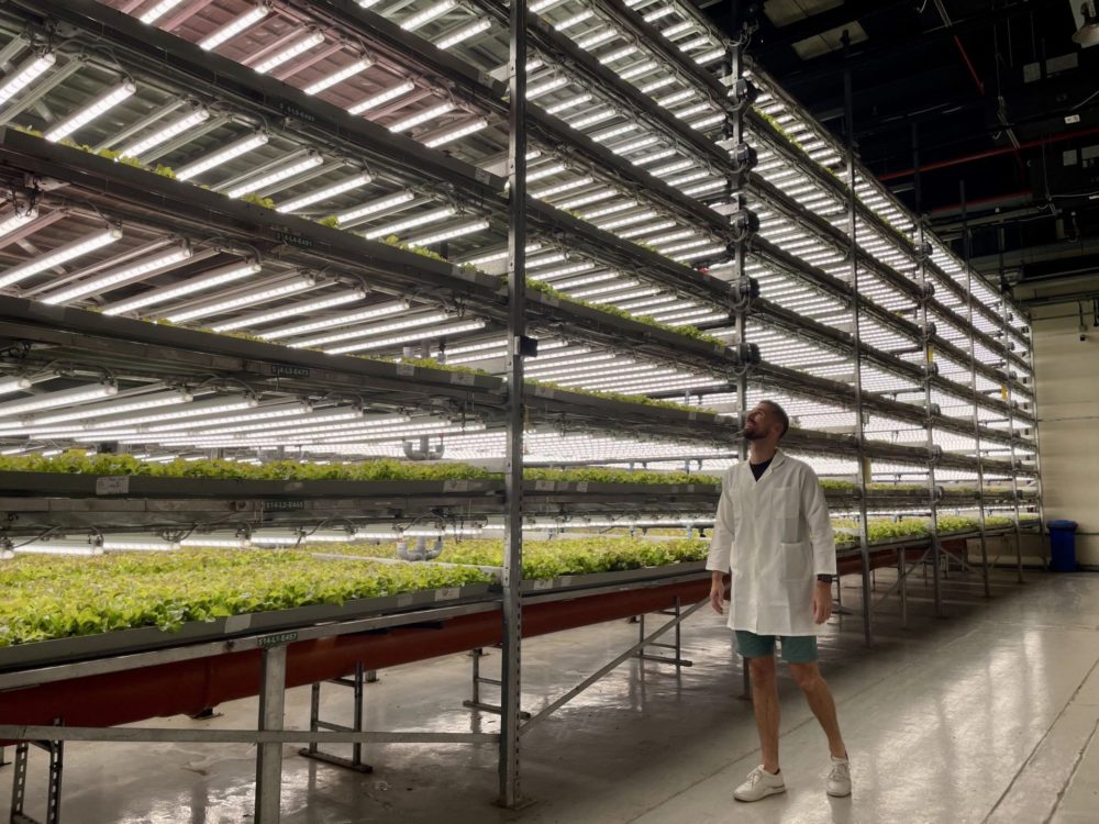 Vertical farm growing leafy greens under LED lighting