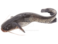 fish_catfish_on_a_transparent_background__by_zoostock_dcqpq0a-fullview