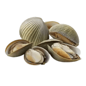 pngtree-clams-on-isloated-transparent-background-png-image_6731402