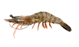 pngtree-one-raw-shrimp-snack-picture-image_13043736