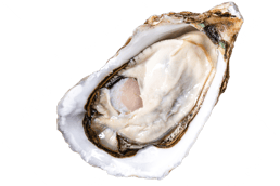 pngtree-seafood-oysters-png-image_6710713
