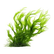 seaweed-edible-seaweed-kelp-ascophyllum-nodosum-algae-nori-giant-kelp-food-png-clipart