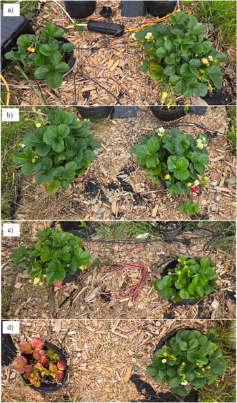 strawberry agrivoltaics