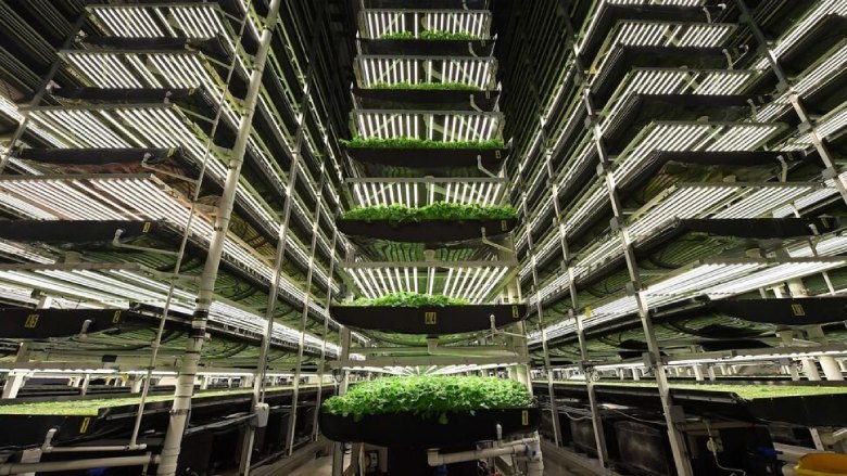 Exploring the contribution of vertical farming to sustainable intensification from the point of view of the innovator and the farmer