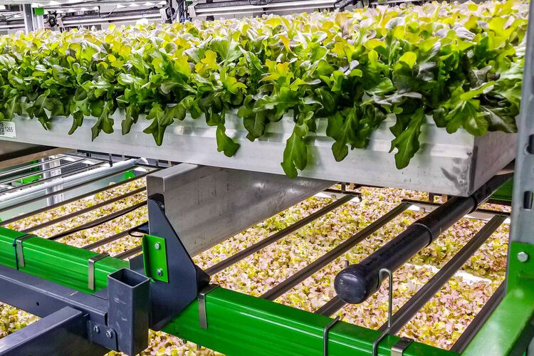 Bowery Farming sponsored content