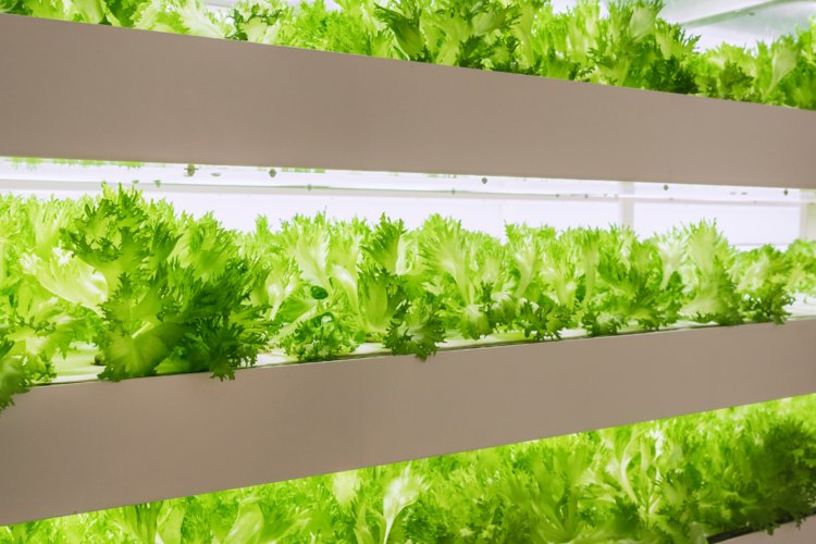 Global growth equity investor due diligence