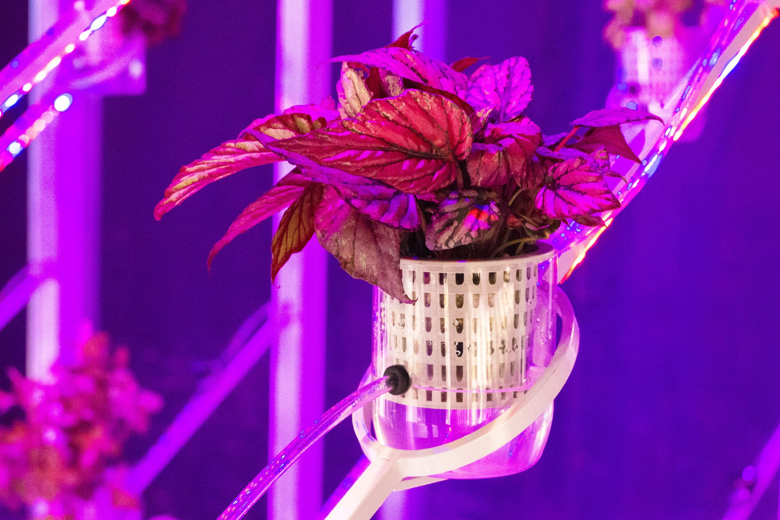 glass plant pots SSI Ssi37630609 6 in. Capsule Hanging Planter